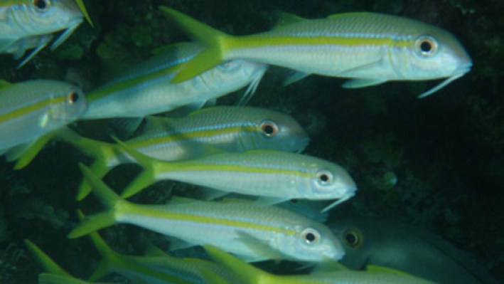 Goatfishes (19)_321
